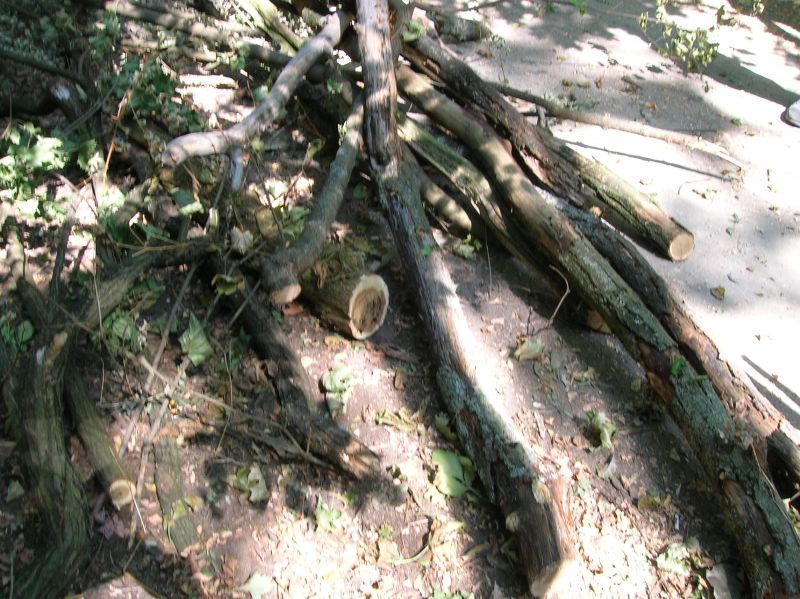 gallyazás és fagondozás